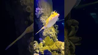 Rare fish ever Longhorn Cowfish shorts youtubeshorts [upl. by Adaran]