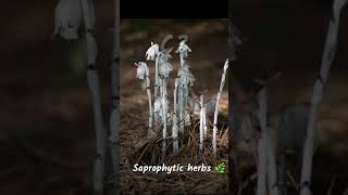 Monotropa uniflora  Indian 🇮🇳 pipe plant 🪴  new [upl. by Rodoeht898]