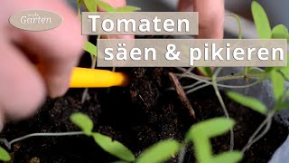 Tomaten säen und pikieren  MDR [upl. by Hobbie656]