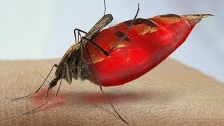 What Happens to Your Blood Inside a Mosquito [upl. by Aniar]