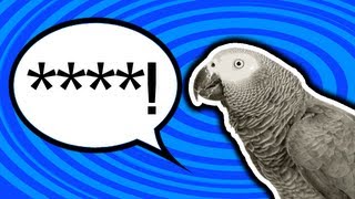 Parrot Says Naughty Words SWEARING PARROT [upl. by Cire]