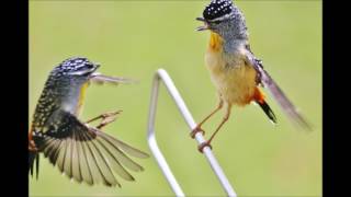 Spotted Pardalote bird call [upl. by Mcnully114]