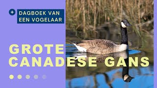 🇳🇱 De grote Canadese gans  🇬🇧 The Canada goose 47 [upl. by Oilalue146]