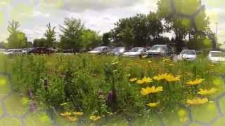 Bees Eye View  Wild Toledo Prairies [upl. by Ardin]