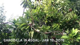 Fruiting Sapodilla in pot [upl. by Todhunter]