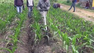 Alat Penyiang Gulma Pembuat Bedengan Jagung [upl. by Cesaria]