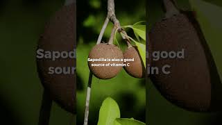 Discover Sapodillas Health Benefits healthy fruit food shorts [upl. by Almeria956]