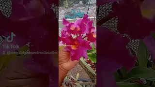 ORQUÍDEA LINDA DEMAIS LINDÍSSIMAS LINDÍSSIMAS ❤️❤️❤️💐💐💐 [upl. by Ossie]