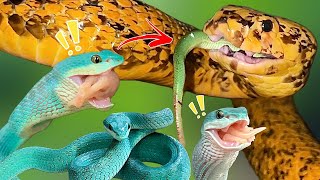 Golden Cobra EATS Blue Vipers [upl. by Eceeryt332]