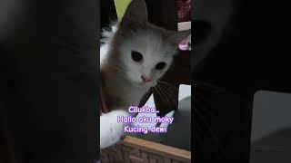 Moky kucing fypシ゚viral cat [upl. by Ellennej677]