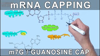 mRNA Capping through Molecular Structures [upl. by Nahej]