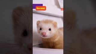 Datos los hurones In this video were going to learn some interesting facts about the ferrets [upl. by Donahue178]