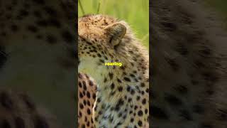 Why Cheetahs Cant Roar The Science Behind Their Purrshorts learnwithmechannel cheetah fastest [upl. by Latoya]