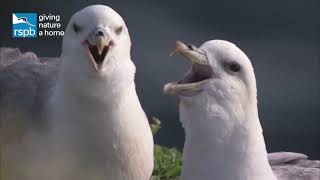 Meet the fulmars the UKs mini albatrosses [upl. by Zandra]