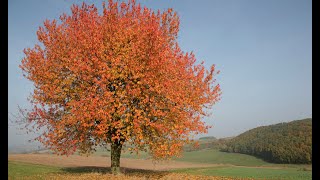 2024 Weißenhasel im Herbstnebel 4K [upl. by Lombard]