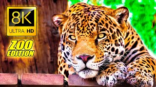 Visit to the Zoo in 8K ULTRA HD  An Amazing Zoo Trip [upl. by Laflam]