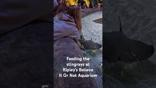 Ripleys Believe It Or Not Aquarium in Myrtle Beach SC [upl. by Anilahs445]