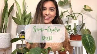 Semihydroponics for Beginners Basics  LECA for Houseplants 101 [upl. by Aneehsal790]