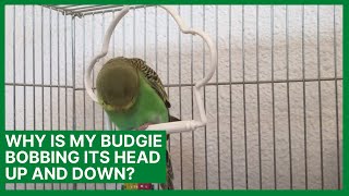 Why Is My Budgie Bobbing Its Head Up and Down [upl. by Mahla]