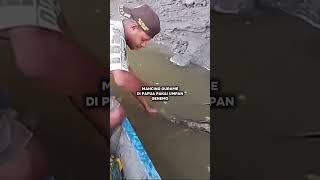 Gurame babon Papua mancing ikan gurame guramebabon mancingliar toman gabus bawal ikanpatin [upl. by Lupee]