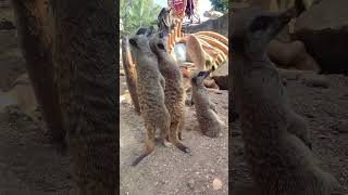 BABY MEERKAT With Adults Cute Meerkats compare the Meerkat Drusillas Park animal video [upl. by Matilda]