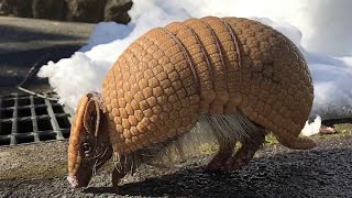 Cutest Three Banded Armadillo Plays With Human [upl. by Genevra]