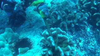 Fragment collection  Harvesting coral fragments with chisel and hammer of Pocillopora Eudoxy [upl. by Htebilil]