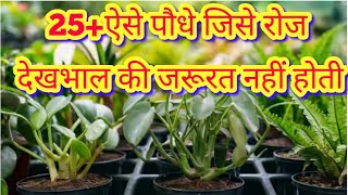 25ऐसे पौधे जिसे रोज देखभाल की जरूरत नहीं होती।Those plants which didnt want everyday care [upl. by Atyekram239]