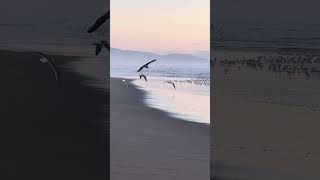 Sanderlings Ocean Beach San Francisco birds shorebirds oceanbeach sanderlings californiacoast [upl. by Genisia]