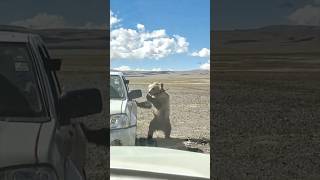 Brown bears Wildlife people food provide poor bear synthwave viralvideo animalkingdom travel [upl. by Livy]