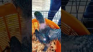 Blue gold handfeeding macaw feeding macaw Petzone mangalore [upl. by Atnwahs]