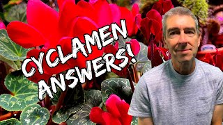 Houseplant Cyclamen Every Question Answered [upl. by Florinda]