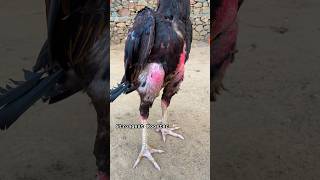 Wow Strongest Rooster 🐓 shorts roosters viralvideo youtubeshorts [upl. by Robenia7]