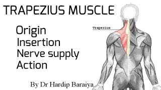 Trapezius muscle  Origin Insertion nerve supply and Action [upl. by Mariano]