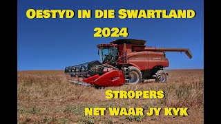 Oestyd in die Swartland 2024 [upl. by Alcine]