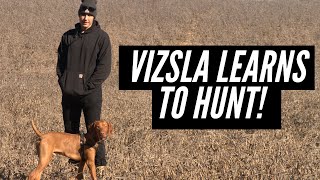 Teaching my Vizsla to Hunt Birds  Pointing and Retrieving [upl. by Vanda35]