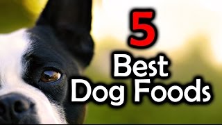 Top 5 Best Dog Foods  Keep Your Dog Healthy [upl. by Lemraj653]