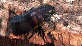 How To Look After Your Pet Madagascan Hissing Cockroaches [upl. by Zapot]