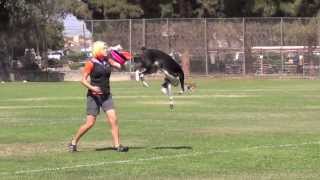 Awesome Frisbee Dogs [upl. by Cordelie]