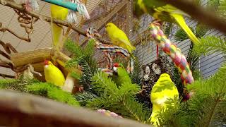 Kakariki  🎄 Christmas tree branches for the red crowned birds [upl. by Rubin303]