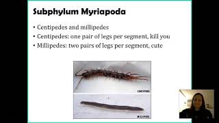 Phylum Arthropoda [upl. by Pierpont]