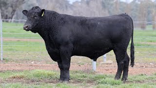 Lot 5 BHR22T254 Dunoon Spring Bull Sale 2024 [upl. by Ennovehs]