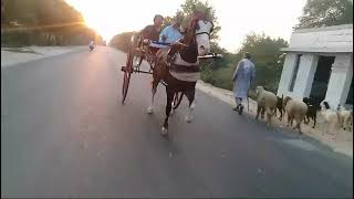 FAKHRY SINDH WACHERA FRIST TRY REHREE SAAZ ROAD  Pakistan horse race 🐴🐎🐎🐎 [upl. by Ahsin137]