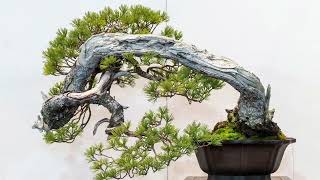 The 97th Kokufu Bonsai Show 2023 Part 1 Tokyo Japan [upl. by Eiznik]