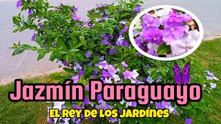 Jazmín Paraguayo Brunfelsia australis [upl. by Aenad103]