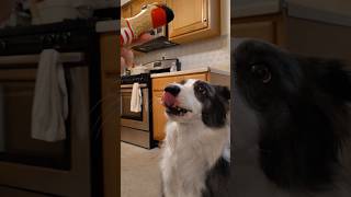 quotLeave my chicken alonequot starring Zoey the Border Collie bordercollie [upl. by Leakcim]