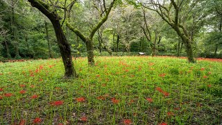 野川公園自然観察園の彼岸花 4K （東京都小金井市） 2024928 [upl. by Cosette]