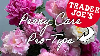 Peony ProTips  How to Care for Peonies  Trader Joes [upl. by Nilya]