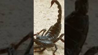 Facts about scorpions scorpion is an invertebrate creature [upl. by Felicio668]