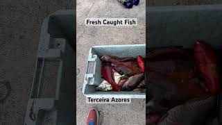 Island of Terceira Azores Portugal fresh caught fish for lunch Soooo fresh [upl. by Dow]